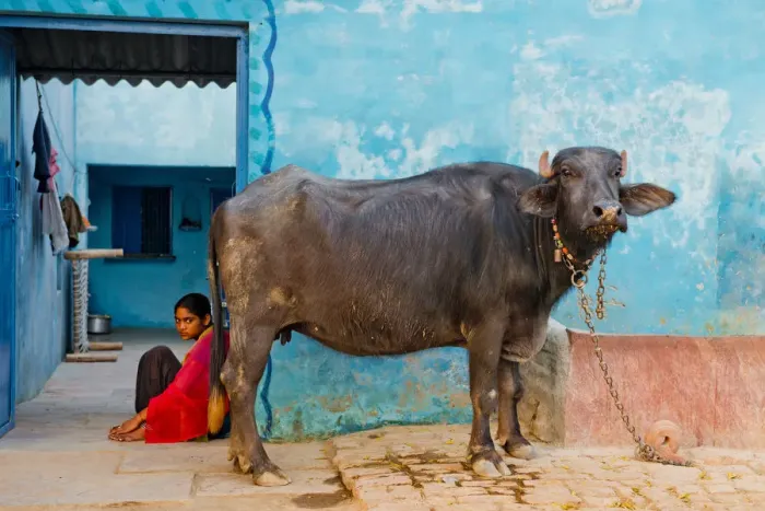 Framed Print : Young Indian Girl & Sacred Cow, near Agra, India Framed Print : Young Indian Girl & Sacred Cow, near Agra, India