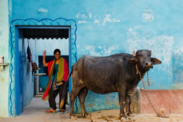 Framed Print : Young Indian Girl & Sacred Cow, near Agra, India Framed Print : Young Indian Girl & Sacred Cow, near Agra, India