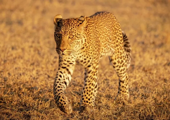 Framed Print : Young leopard, South Luangwa National Park, Zambia Framed Print : Young leopard, South Luangwa National Park, Zambia