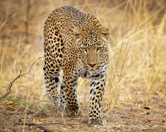 Framed Print : Young leopard, South Luangwa National Park, Zambia Framed Print : Young leopard, South Luangwa National Park, Zambia