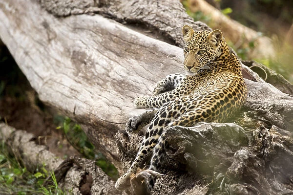 Young leopard on a tree trunk, Serengeti Grumeti Reserve, Tanzania, Africa