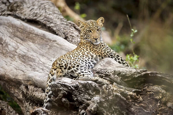 Young leopard on a tree trunk, Serengeti Grumeti Reserve, Tanzania, Africa