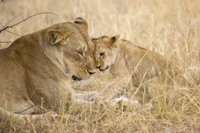 Framed Print : A young lion cub being affectionate with its mother lion, Serengeti Grumeti Reserve Framed Print : A young lion cub being affectionate with its mother lion, Serengeti Grumeti Reserve