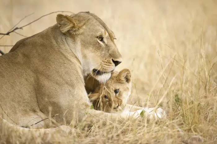 Framed Print : A young lion cub being affectionate with its mother lion, Serengeti Grumeti Reserve Framed Print : A young lion cub being affectionate with its mother lion, Serengeti Grumeti Reserve