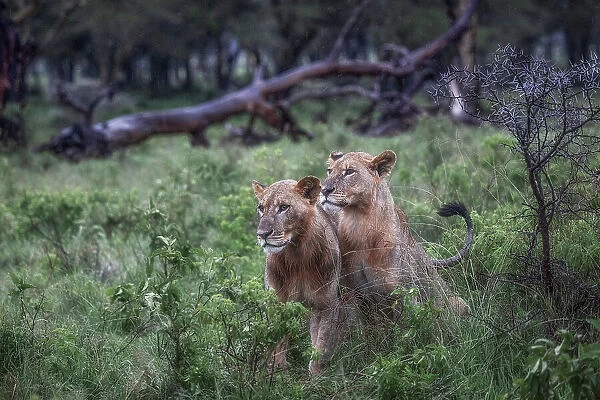 Young lions in Lake Nakuru national park, Kenya