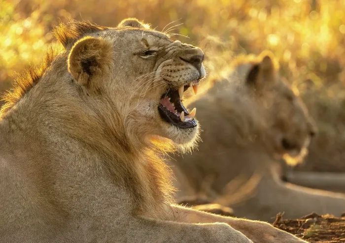 Framed Print : Young male lion growling, backlit by early morning sunlight, Zimanga Private Game Reserve, KwaZulu Natal, South Africa Framed Print : Young male lion growling, backlit by early morning sunlight, Zimanga Private Game Reserve, KwaZulu Natal, South Africa