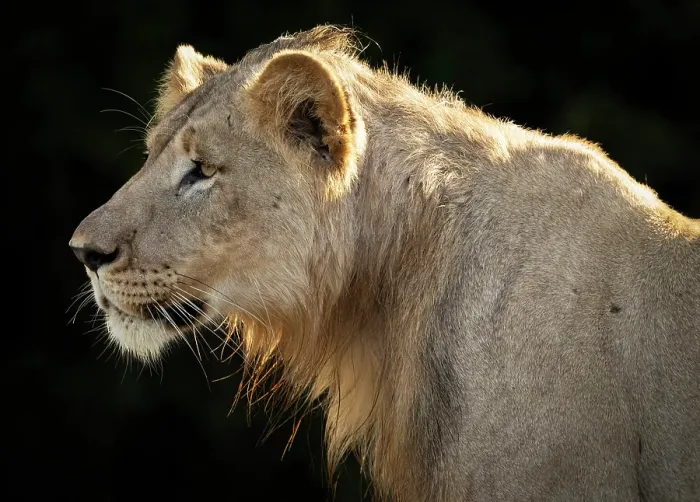 Framed Print : Young male lion, Zimanga Private Game Reserve, KwaZulu Natal, South Africa Framed Print : Young male lion, Zimanga Private Game Reserve, KwaZulu Natal, South Africa