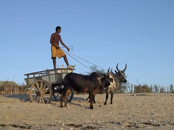 A young man delivers sacks of sugar in his ox-cart along Anakao beach