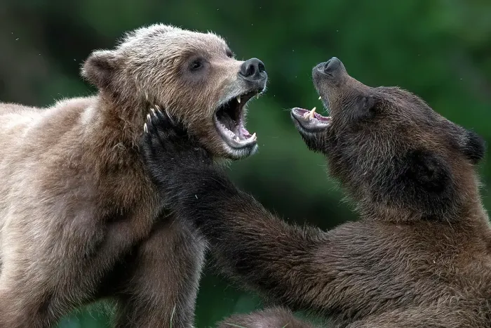 Framed Print : Young mating bears in the Khutzeymateen Grizzly Bear Sanctuary Framed Print : Young mating bears in the Khutzeymateen Grizzly Bear Sanctuary