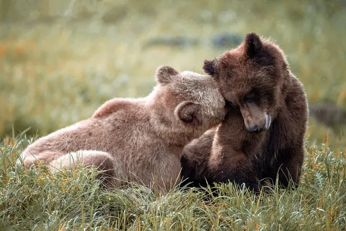 Framed Print : Young mating bears in a tender moment in the Khutzeymateen Grizzly Bear Sanctuary Framed Print : Young mating bears in a tender moment in the Khutzeymateen Grizzly Bear Sanctuary