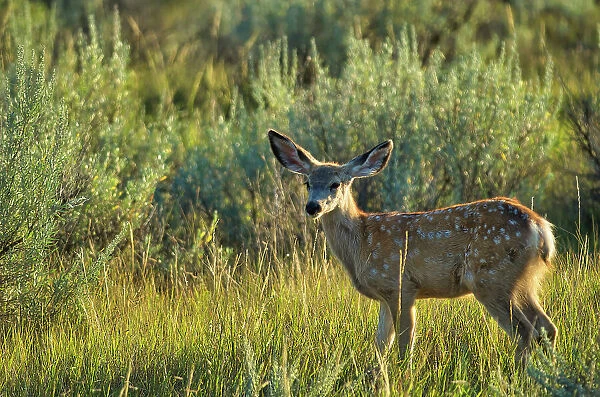 Young mule deer (Odocoileus hemionus) in badlands, UNESCO World Heritage Site, Dinosaur Provincial Park, Alberta, Canada