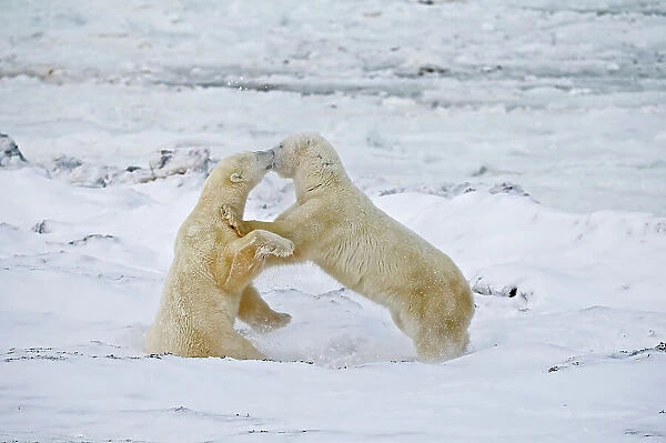 Young polar Bears (Ursa maritimus) sparring on sub-arctic Hudson Bay Churchill, Manitoba, Canada
