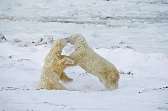 Framed Print : Young polar Bears (Ursa maritimus) sparring on sub-arctic Hudson Bay Churchill, Manitoba, Canada Framed Print : Young polar Bears (Ursa maritimus) sparring on sub-arctic Hudson Bay Churchill, Manitoba, Canada