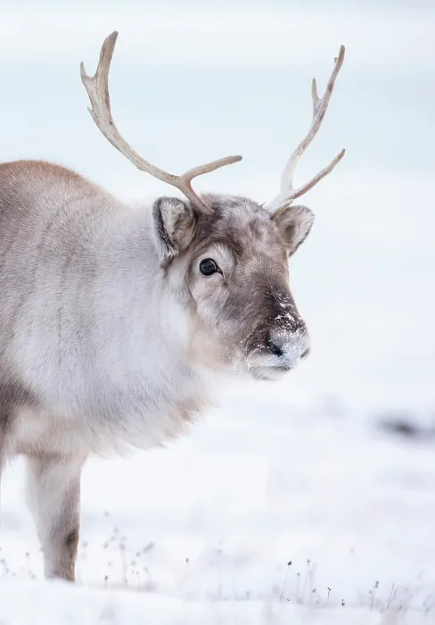 Framed Print : Young reindeer in snow, Spitsbergen, Svalbard, Arctic, Norway Framed Print : Young reindeer in snow, Spitsbergen, Svalbard, Arctic, Norway