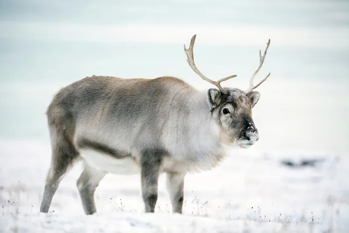 Framed Print : Young reindeer in snow, Spitsbergen, Svalbard, Arctic, Norway Framed Print : Young reindeer in snow, Spitsbergen, Svalbard, Arctic, Norway