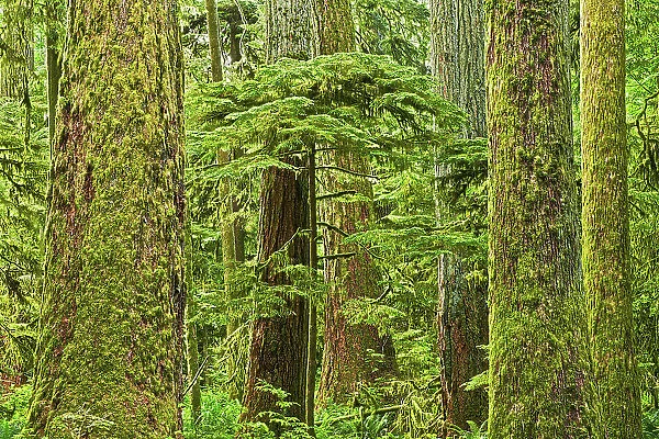 Young tree amidst ancient trees in Old growth temperate rain forest Sunshine Coast, British Columbia, Canada