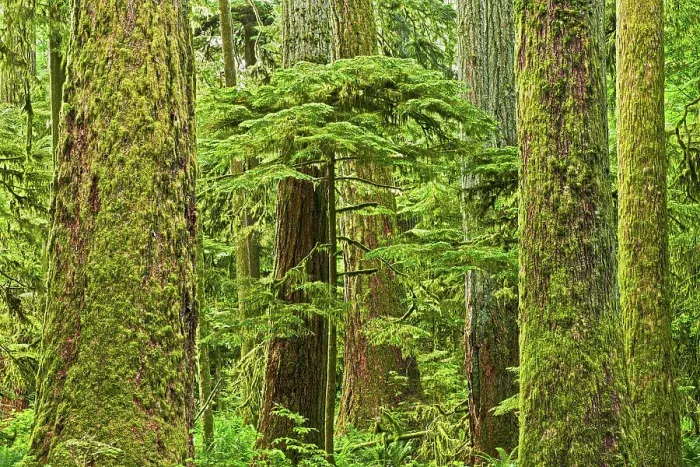 Framed Print : Young tree amidst ancient trees in Old growth temperate rain forest Sunshine Coast, British Columbia, Canada