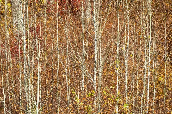 Framed Print : Young trembling aspen (Populus tremuloides) tree trunks amid understory of autumn colored shrubs. Whiteshell Provincial Park, Manitoba, Canada Framed Print : Young trembling aspen (Populus tremuloides) tree trunks amid understory of autumn colored shrubs. Whiteshell Provincial Park, Manitoba, Canada