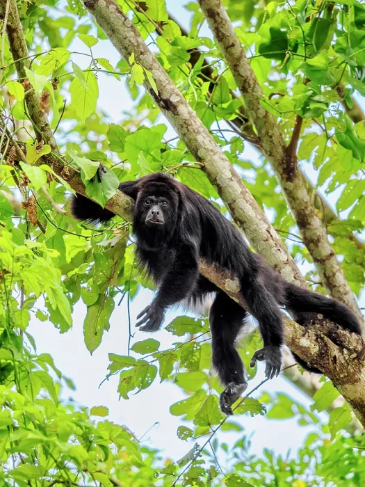 Framed Print : Yucatan black howler monkey (Alouatta pigra) at Lamanai Archaeological Reserve, Orange Walk District, Belize Framed Print : Yucatan black howler monkey (Alouatta pigra) at Lamanai Archaeological Reserve, Orange Walk District, Belize