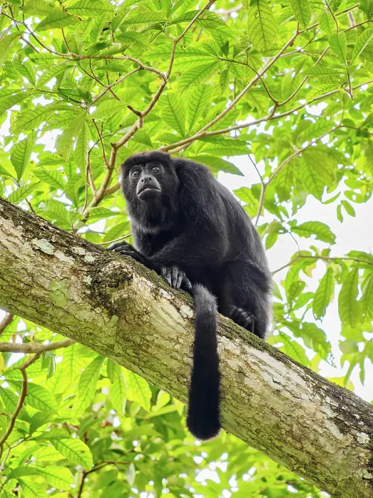 Framed Print : Yucatan black howler monkey (Alouatta pigra) at Lamanai Archaeological Reserve, Orange Walk District, Belize Framed Print : Yucatan black howler monkey (Alouatta pigra) at Lamanai Archaeological Reserve, Orange Walk District, Belize