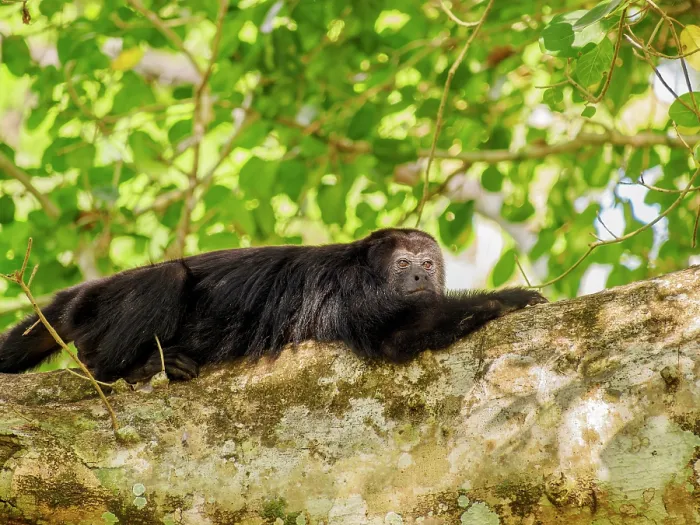 Framed Print : Yucatan black howler monkey (Alouatta pigra) at Lamanai Archaeological Reserve, Orange Walk District, Belize Framed Print : Yucatan black howler monkey (Alouatta pigra) at Lamanai Archaeological Reserve, Orange Walk District, Belize