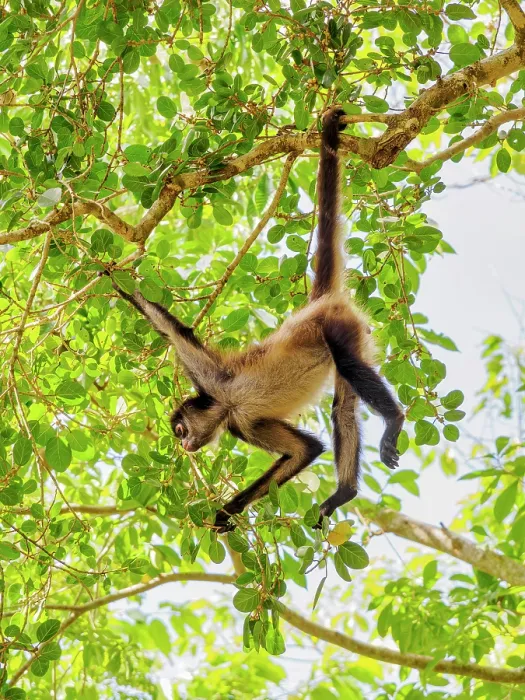 Framed Print : Yucatan spider monkey (Ateles geoffroyi yucatanensis) at Lamanai Archaeological Reserve, Orange Walk District, Belize Framed Print : Yucatan spider monkey (Ateles geoffroyi yucatanensis) at Lamanai Archaeological Reserve, Orange Walk District, Belize