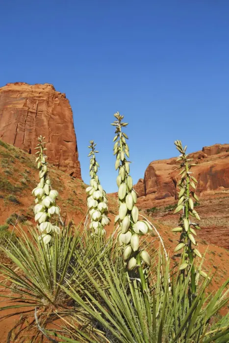 Framed Print : Yucca im Coyote Gulch - USA, Utah, Kane, Escalante Canyons Framed Print : Yucca im Coyote Gulch - USA, Utah, Kane, Escalante Canyons