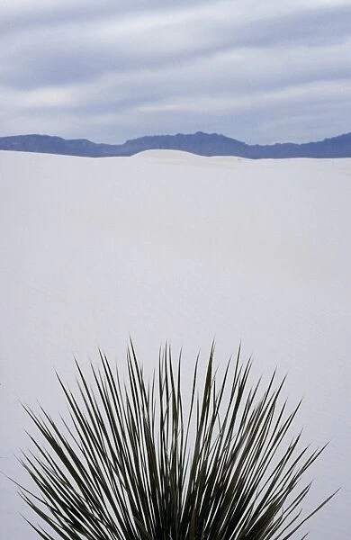 A yucca plant contrasts against the white