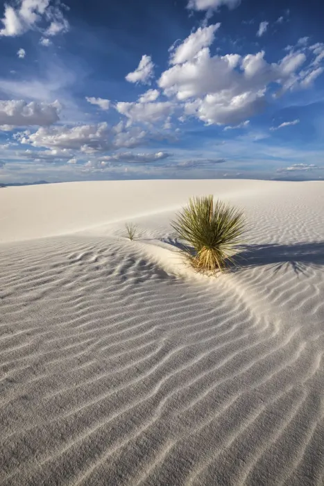 Framed Print : Yucca Plant, White Sands National Monument, Alamogordo, New Mexico, USA