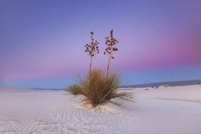 Framed Print : Yucca in White Sands - USA, New Mexico, Otero, White Sands - Chihuahua Desert Framed Print : Yucca in White Sands - USA, New Mexico, Otero, White Sands - Chihuahua Desert
