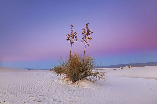 Yucca in White Sands - USA, New Mexico, Otero, White Sands - Chihuahua Desert