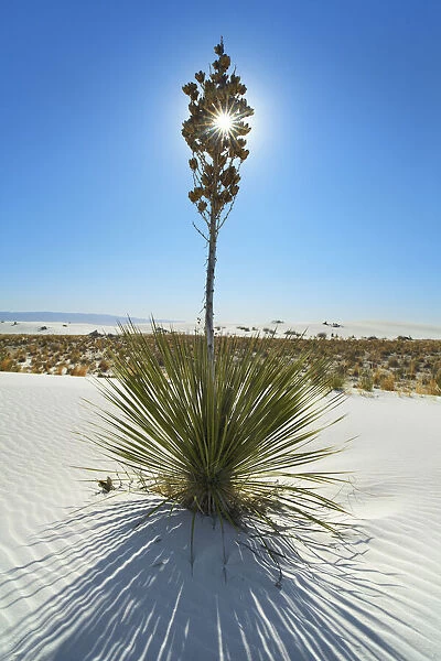 Yucca in White Sands - USA, New Mexico, Otero, White Sands - Chihuahua Desert