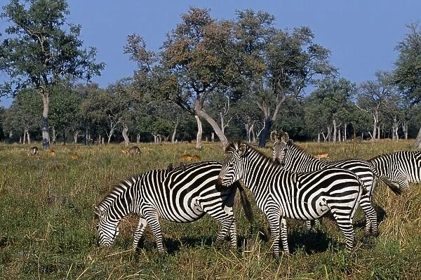 Zambia, South Luangwa national park