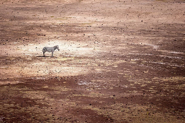 Zebra, Amboseli National Park, Kenya