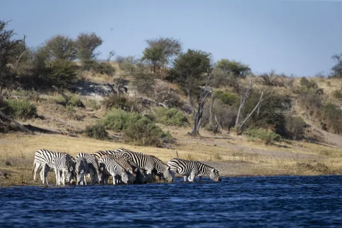 Framed Print : Zebra, Boteti River, Botswana Framed Print : Zebra, Boteti River, Botswana