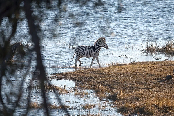 Zebra, Boteti River, Botswana
