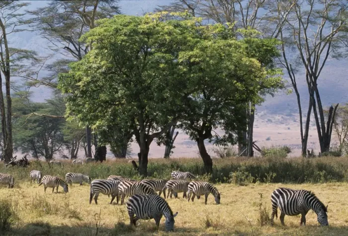 Framed Print : Zebra browse in Ngorongoro Crater Framed Print : Zebra browse in Ngorongoro Crater