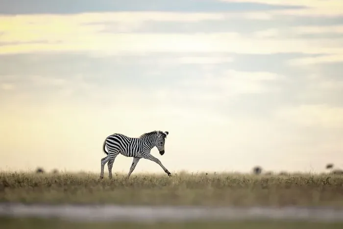 Framed Print : Zebra calf in yellow light, Makgadikgadi Salt Pans, Botswana