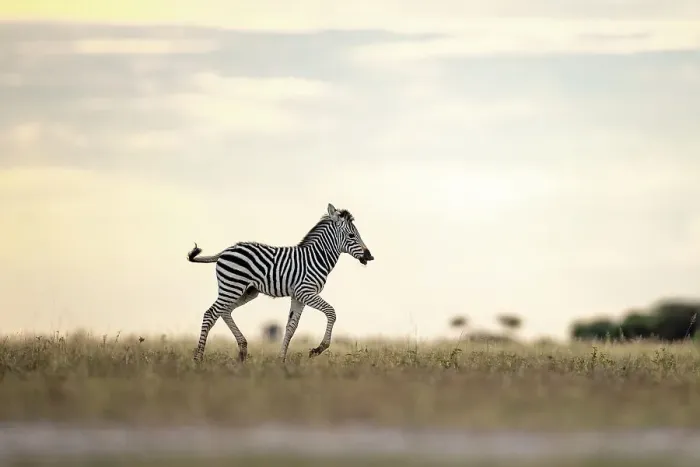 Framed Print : Zebra calf in yellow light, Makgadikgadi Salt Pans, Botswana