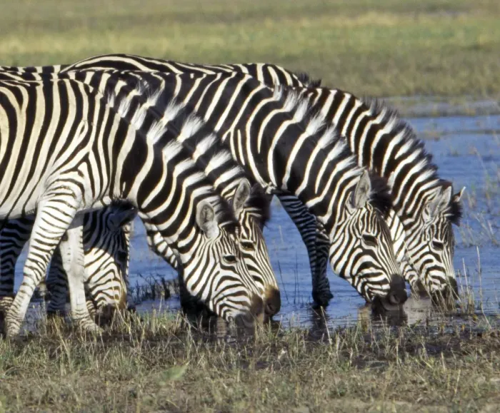 Framed Print : Zebra with a distinctive shadow stripe pattern Framed Print : Zebra with a distinctive shadow stripe pattern