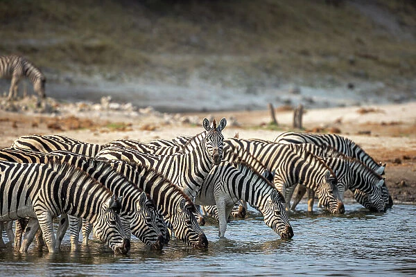 Zebra drinking, Boteti River, Botswana