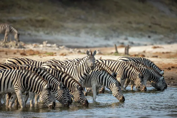Framed Print : Zebra drinking, Boteti River, Botswana Framed Print : Zebra drinking, Boteti River, Botswana