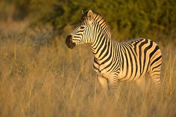 Zebra (Equus quagga), Savuti, Chobe National Park, Botswana, Africa