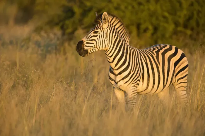 Framed Print : Zebra (Equus quagga), Savuti, Chobe National Park, Botswana, Africa
