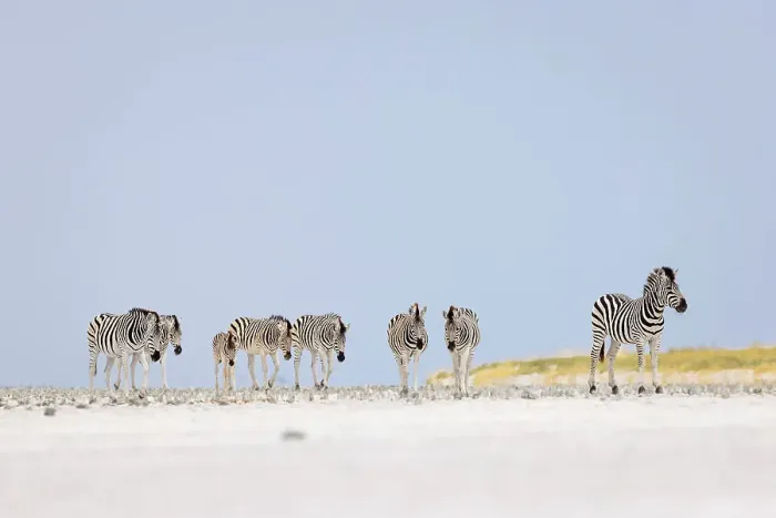Framed Print : Zebra herd on salt pan, Makgadikgadi Salt Pans, Botswana Framed Print : Zebra herd on salt pan, Makgadikgadi Salt Pans, Botswana