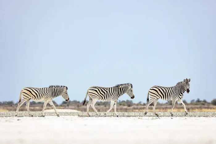 Framed Print : Zebra herd on salt pan, Makgadikgadi Salt Pans, Botswana Framed Print : Zebra herd on salt pan, Makgadikgadi Salt Pans, Botswana