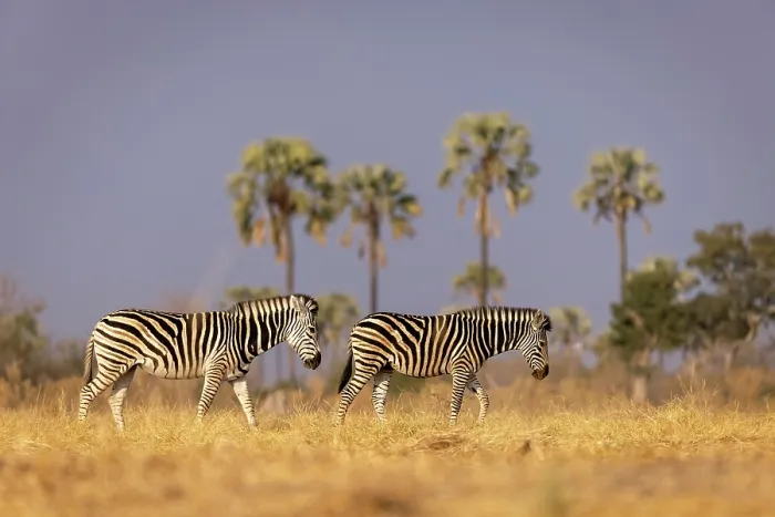Framed Print : Zebra herd walking through floodplains with palm trees in the background, Moremi Game Reserve, Okavango Delta, Botswana Framed Print : Zebra herd walking through floodplains with palm trees in the background, Moremi Game Reserve, Okavango Delta, Botswana