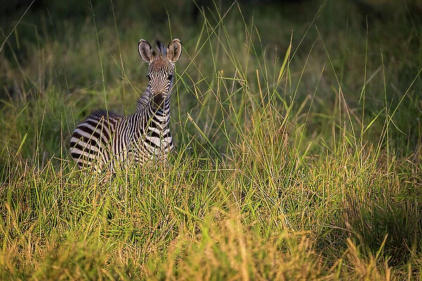 Zebra in long grass, South Luangwa National Park, Zambia
