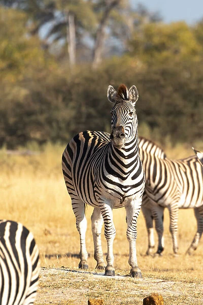 Zebra, Moremi Game Reserve, Okavango Delta, Botswana