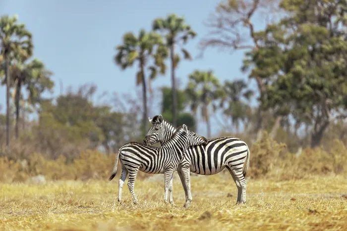 Framed Print : Zebra mother and calf, Moremi Game Reserve, Okavango Delta, Botswana Framed Print : Zebra mother and calf, Moremi Game Reserve, Okavango Delta, Botswana
